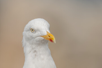 Portrait of a herring gull (Larus argentatus) in the cliffs of the Atlantic Ocean