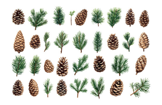 Pine cones branches cartoon vector set. Timber fir seeds wooden shell green needles tree christmas xmas nature holiday elements symbols isolated on white background