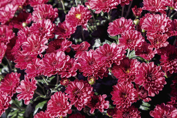 Obraz premium Background with beautiful autumn flowers asters