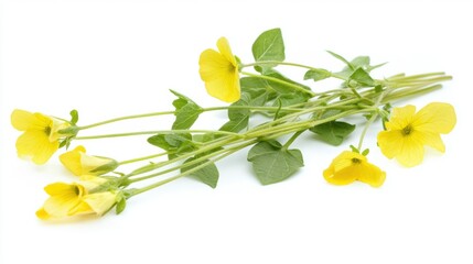 Bright yellow wildflowers with green leaves on white background