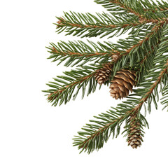 Obraz premium Fresh Pine Branches with Cones in Natural Setting