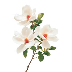 Naklejka premium Elegant Magnolia Flowers on a Branch