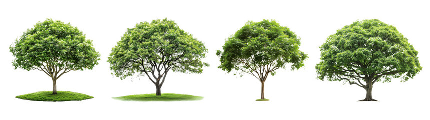 Obraz premium PNG Four variant trees on white isolate background for nature representation.