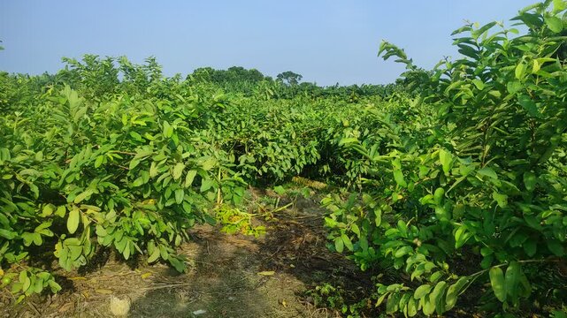 Guava (Psidium guajava) plantation or garden. Crops cultivated and planted at agriculture field. guava farming and cultivation concept. Guava trees.