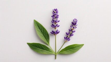 Obraz premium Lavender Blossom Display, a single vibrant lavender flower with lush green leaves, isolated on a pristine white backdrop, ideal for promotional use with ample copy space.