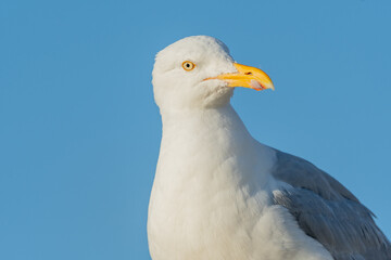 Portrait of a herring gull (Larus argentatus) in the cliffs of the Atlantic Ocean