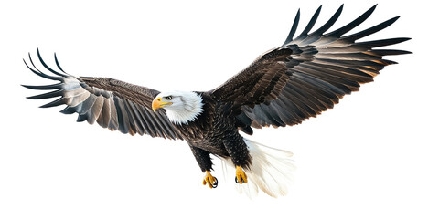 Obraz premium Flying eagle isolated Png, transparent without background.