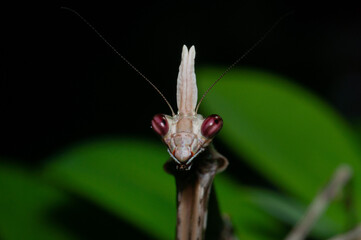 praying mantis on a leaf (Zoolea) - macro