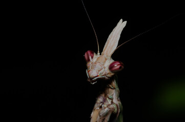 praying mantis on a leaf (Zoolea) - macro