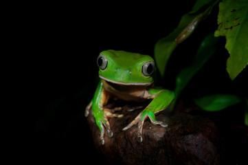 green tree frog (Phyllomedusa tetraploidea)
