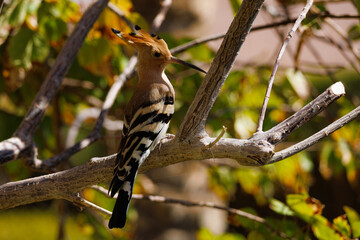 Hoopoe on the Sinai Peninsula