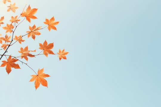 Maple backgrounds plant leaf.