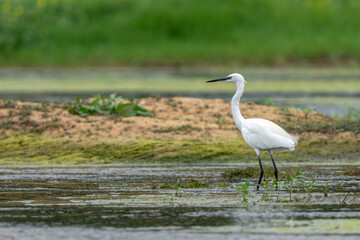  France - Loire River - Little Egret - Egretta garzetta