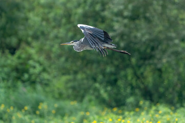 France - Loire River - Grey Heron (Ardea cinerea)