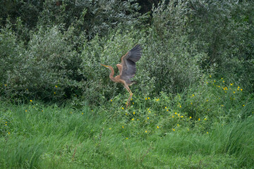 France - Loire River - Purple Heron (Ardea purpurea)