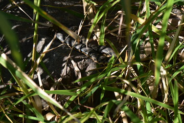 Grass snake on the granite stone against reed grass