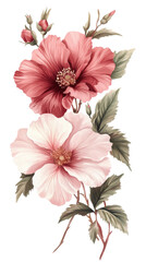 Obraz premium Red and pink hibiscus flowers with green leaves, white isolated background. transparent background.