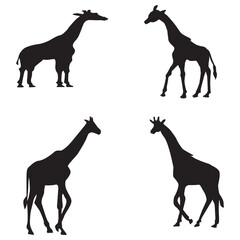  Giraffe Silhouette black color on white background