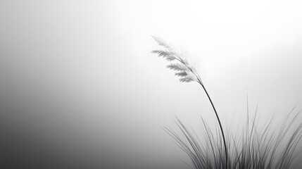 Fototapeta premium Single Grass Plant in Black and White.