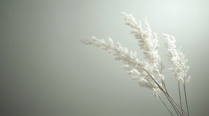 Obraz premium Pampas Grass with Green Background.