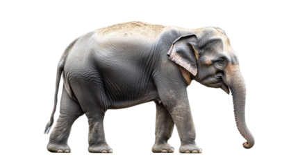 An isolated elephant standing on a white background