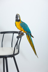 blue and yellow macaw © Arafat