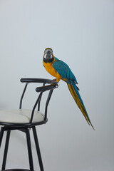 blue and yellow macaw © Arafat