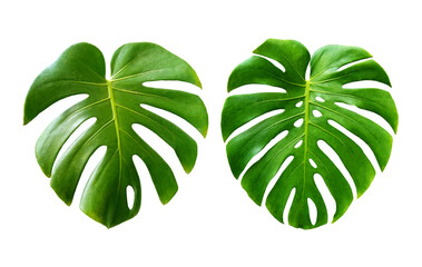 Top veiw, Bright fresh two monstera green leaf isolated on white background for stock photo or advertisement. Genus of flowering plants, greeting card, banner, advertising summer, double plant