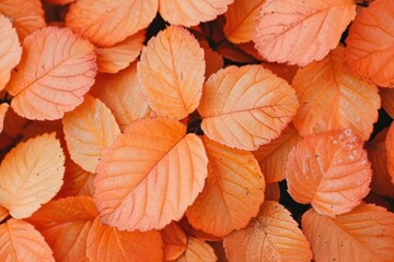 Obraz premium Maple Tree backgrounds plant leaf.