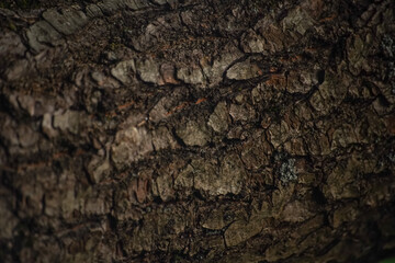 brown oak bark, close up - background wallpaper