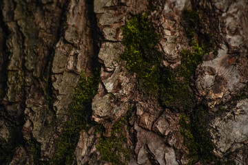 brown oak bark, close up - background wallpaper