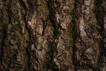brown oak bark, close up - background wallpaper