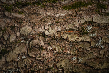 brown oak bark texture, close up - background wallpaper