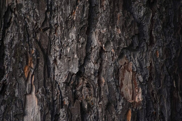 background surface pine wood pattern wallpaper