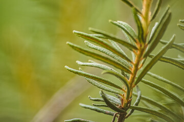 Eco-friendly picture, beautiful fresh green leaves on green background, bokeh - background wallpaper