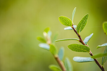 Eco-friendly picture, beautiful fresh green leaves on green background, bokeh - background wallpaper