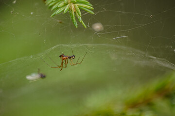 spider sitting on web, catching fly - close-up, bokeh