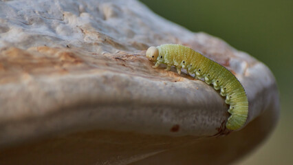 Birch sawfly larva, green with a black thin stripe on the back and black dots on the sides, crawling on a mushroom on an autumn evening in the forest, close up