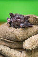 Bat held in a leather glove.
