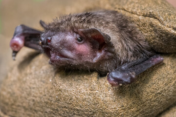 Bat held in a leather glove.
