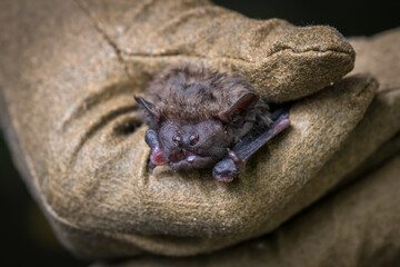Bat held in a leather glove.

