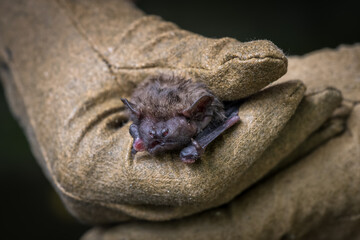 Bat held in a leather glove.
