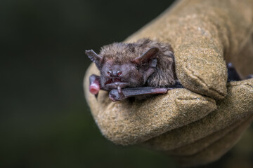 Bat held in a leather glove.
