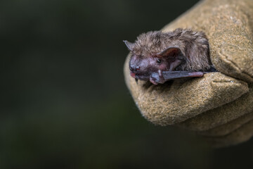 Bat held in a leather glove.
