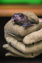 Bat held in a leather glove.
