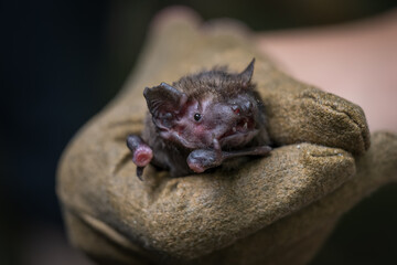 Bat held in a leather glove.
