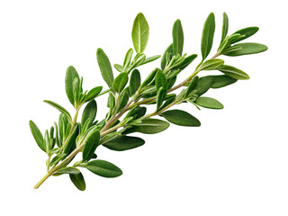 Obraz premium A fresh sprig of wild thyme, isolated on a clean transparent background, PNG file.