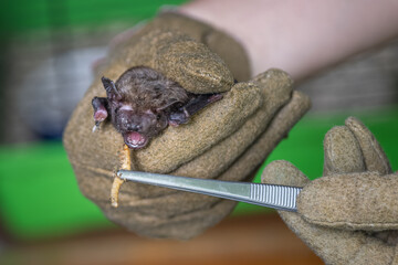 Feeding a gloved bat with tweezers.
