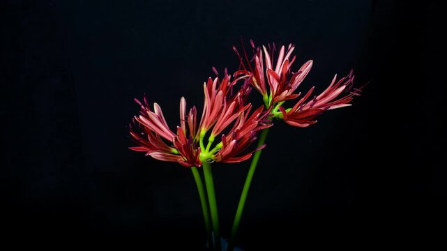 Lycoris radiata flowering time-lapse photography