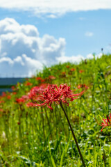秋の野原に咲く彼岸花